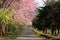 Beautiful  Pathway of Pink cherry blossom flowers Thai Sakura blooming in winter season