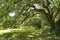 Beautiful pathway under huge oak trees on summer morning.