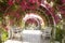 Beautiful pathway with white benches under an arch of roses