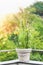 Beautiful patio flowers pot with pampas grass and green lily on balcony or terrace in sunset light. Urban container gardening