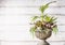 Beautiful patio urn planter arrangement with lovely plant of palm, grasses and leaf begonias at white wooden background,front view