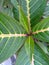 Beautiful pattern of leaf arrangemebt in a plant