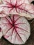 The beautiful pattern on the leaves of Caladium bicolor