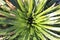 Beautiful pattern of the leaves of a wild bromelia