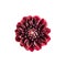 Beautiful pattern of maroon flower dahlias and roses buds isolated on white background. Flat lay, top view.