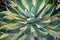 Beautiful pattern of Parry Agave cactus plant