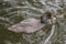 A beautiful patterned duck with red on beak