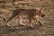 Beautiful patterned lion walking on a Kenyan safari