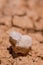 Beautiful patterns created in the dried mud / rock with a fossil now visible due to erosion - Badlands National Park