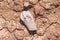 Beautiful patterns created in the dried mud / rock with a fossil now visible due to erosion - Badlands National Park