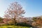 Beautiful Paulownia tomentosa princess tree in bloom on sunny spring day