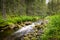 Beautiful and peaceful scene with a forest stream with moss rocks in green surroundings.