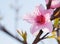 Beautiful peach blossom backlit by sun