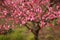 Beautiful peach blossom in China