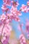 Beautiful peach blossom flowers in spring