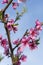 Beautiful peach blossom. Pink Peach Flowers. peach flowers on blue sky background. vertical photo