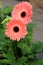 Beautiful peach colored petals of the Gerbera daisy