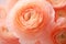 Beautiful peach colored Ranunculus flower