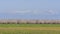 Beautiful Peach farm Blossom around Fresno