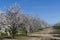 Beautiful Peach farm Blossom around Fresno