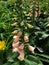 Beautiful peach foxglove flowers in a garden