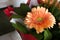 Beautiful peach gerbera close-up in a bouquet. Bouquet of spring beige gerberas.