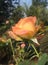 Beautiful Peach Rose Flower