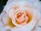 Beautiful peach rose up close petals water wet dew