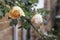 Beautiful peach roses covered in snow and ice