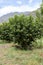 Beautiful peach tree with plenty of fresh and organic peaches in the fruit orchard