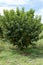 Beautiful peach tree with plenty of fresh and organic peaches in Pakistan