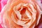 Beautiful peachy rose, closeup