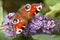 A beautiful Peacock Butterfly, Aglais io, perched on a buddleia flower with its wings open nectaring.