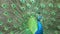 Beautiful peacock close-up, stock footage