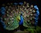 Beautiful peacock with colorful feathers on black background, closeup