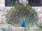 A beautiful peacock with colorful feathers, close up