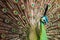 Beautiful Peacock - Detail of Head & Tail Feathers