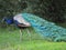 Beautiful peacock of fantastic bright colors of long feathers