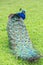 Beautiful peacock figure in the green grass background