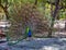 Beautiful peacock with its colourful feathers fanned