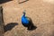 Beautiful peacock in Park on a spring day