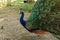 Beautiful peacock portrait, male peacock displaying his tail feathers