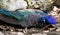 A beautiful peacock is resting on the ground and basking in the sun.