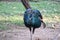 Beautiful peacock seeking something