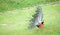 Beautiful peacock showcases its plumage in the grass field. Stiff tail feathers raised into a fan and quivered in a display view