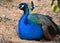 Beautiful peacock sitting in a garden