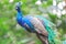 Beautiful peacock standing on the tree