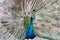 Beautiful peacock straightened fluffy tail with multi-colored feathers: blue and green