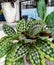 beautiful peacock tail calathea ornamental plant