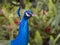 Beautiful peacock walking around